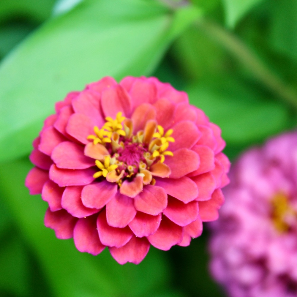 Meet your Posher, Lydia